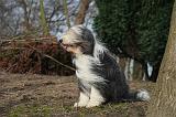 BEARDED COLLIE 448
